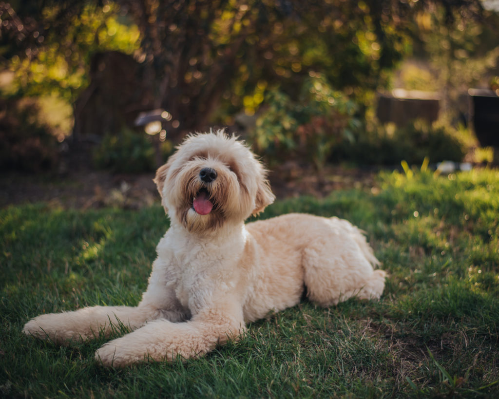 Labradoodle Colours and Patterns Explained