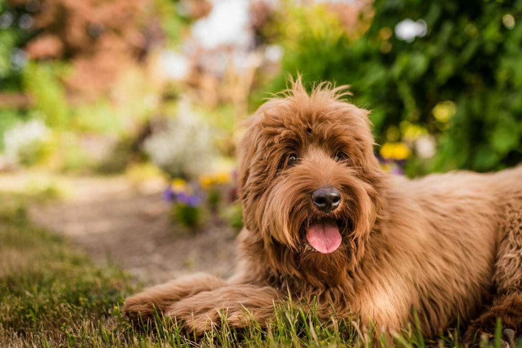 Labradoodle Colours and Patterns Explained