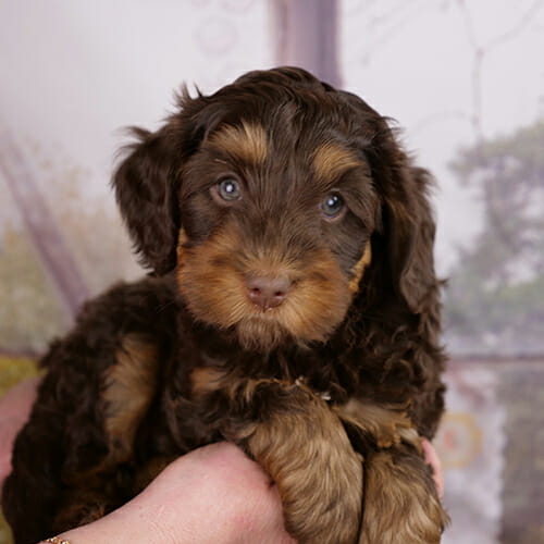 chocolate labradoodle with blue eyes