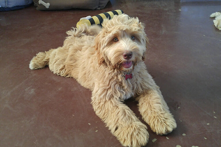 Labradoodle Colours and Patterns Explained