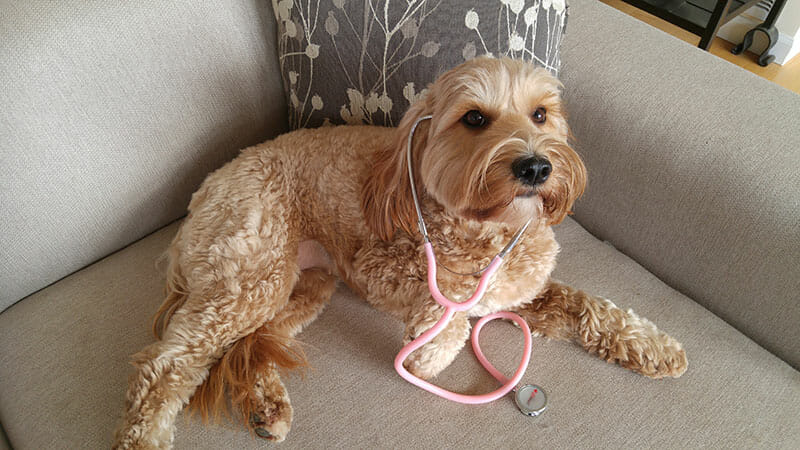 Labradoodle on couch with a stethescope