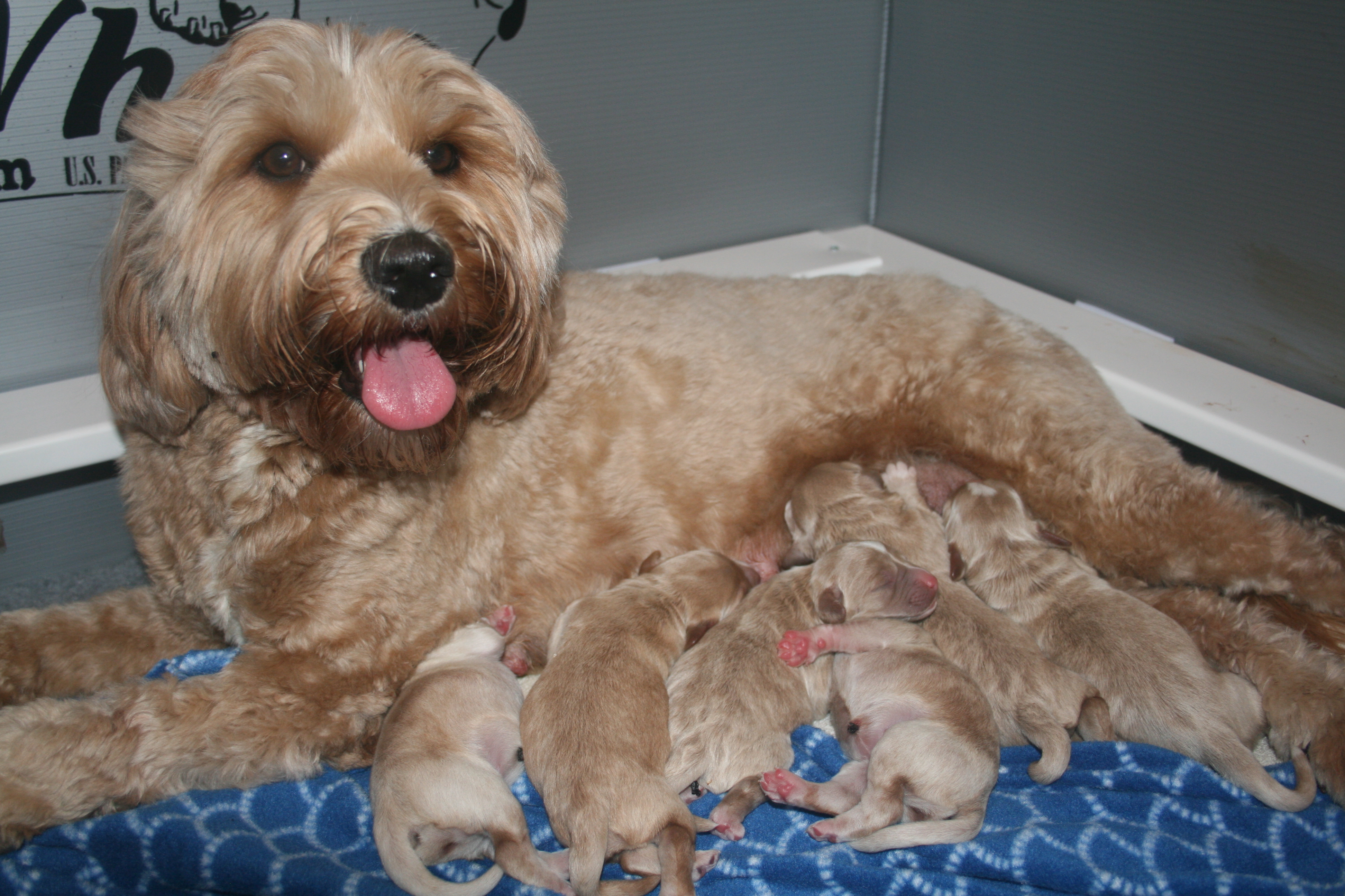 Bijoux with Labradoodle Puppies