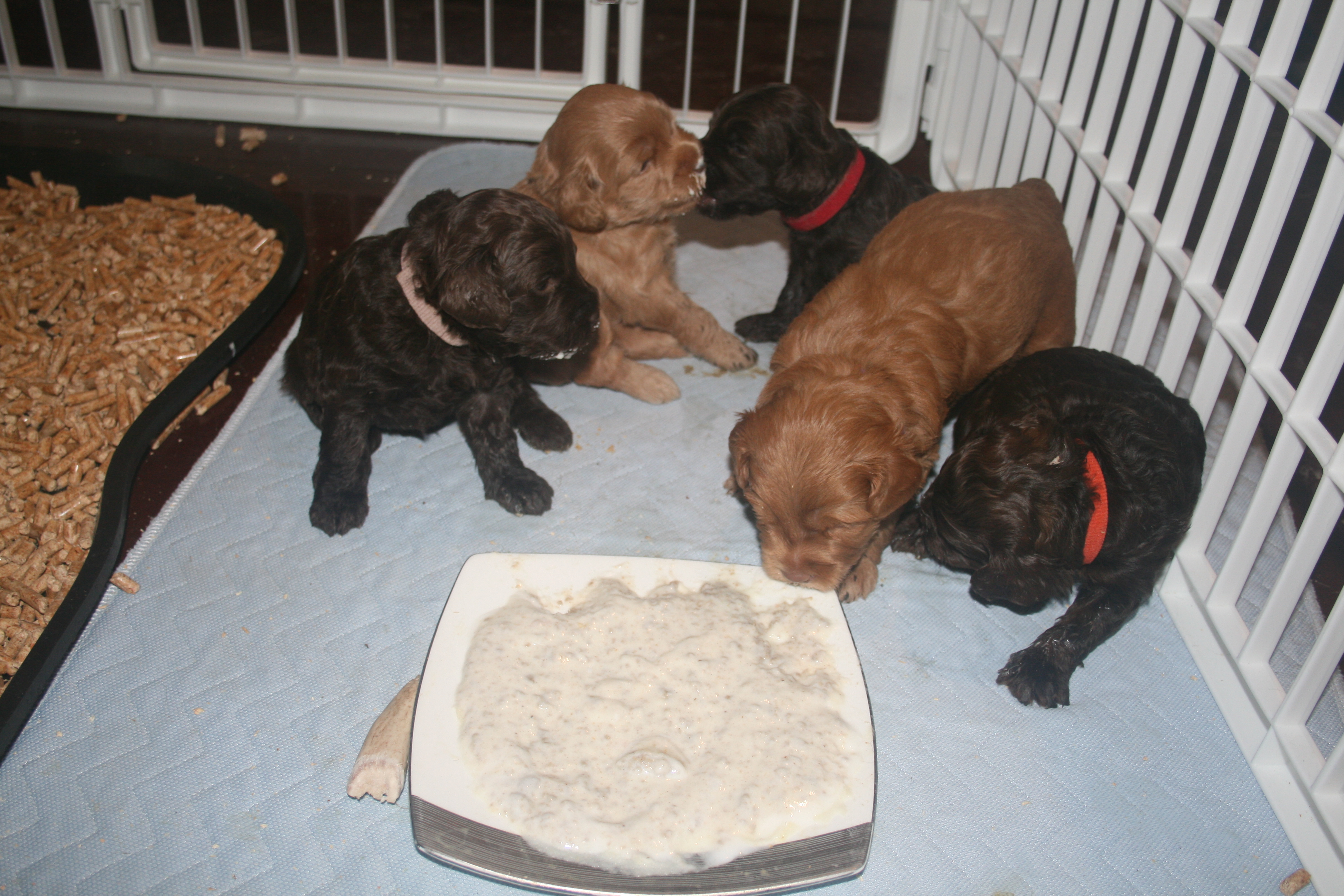 Labradoodle Puppies trying to eat
