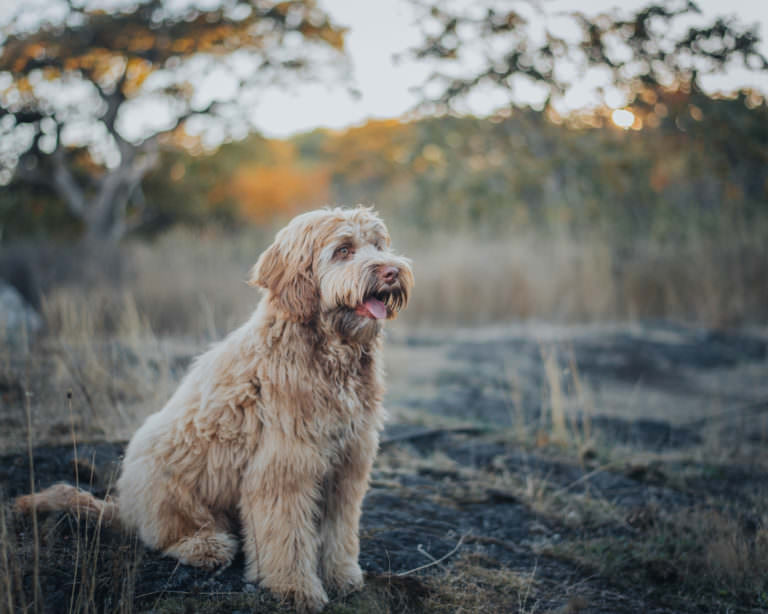 Hombre - Labradoodle Dad at Van Isle Labradoodles
