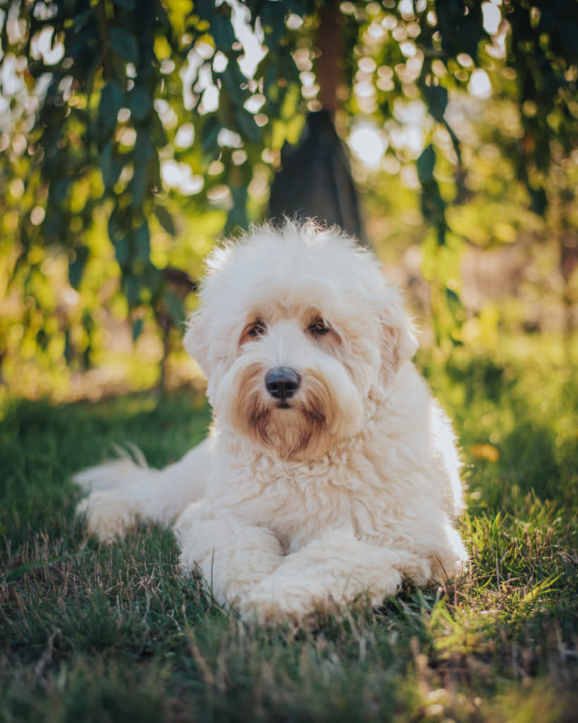 Spirit - Labradoodle Mom at Van Isle Doodles