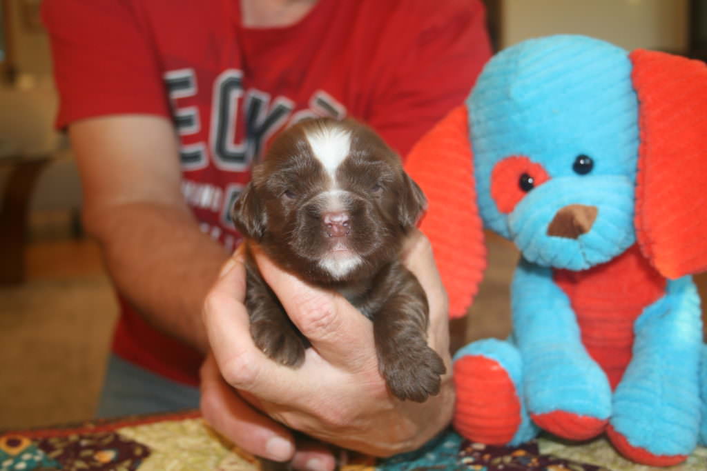 Redish brown puppy with a thin white stripe on face