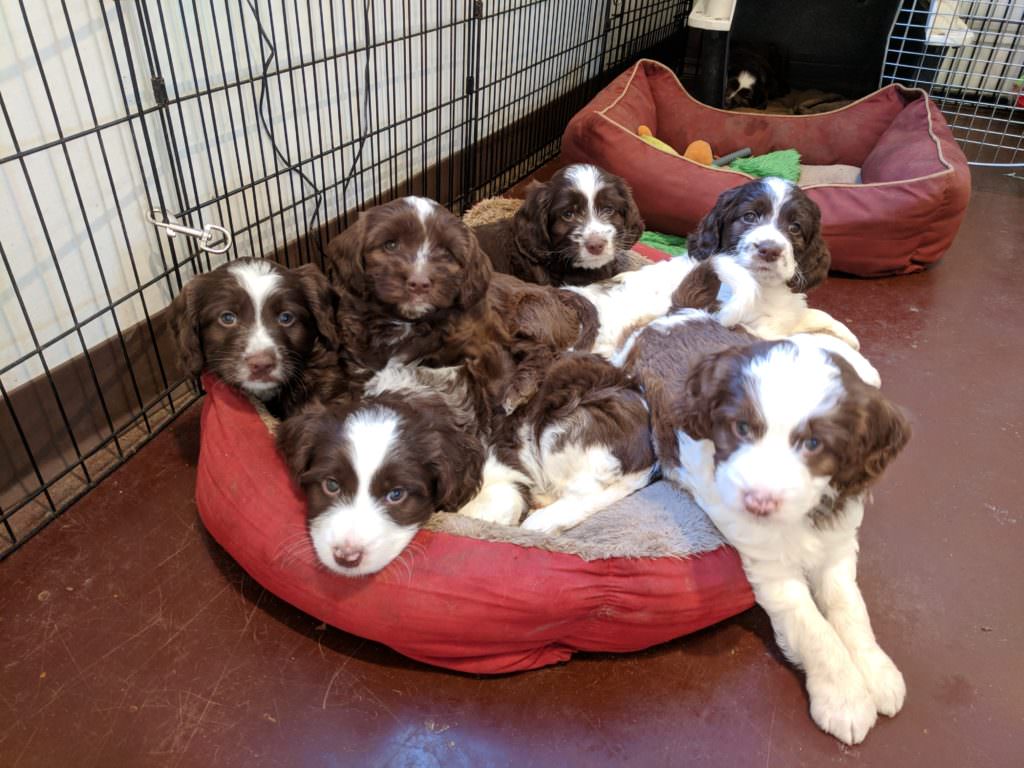 Labradoodle puppies in their doggy bed