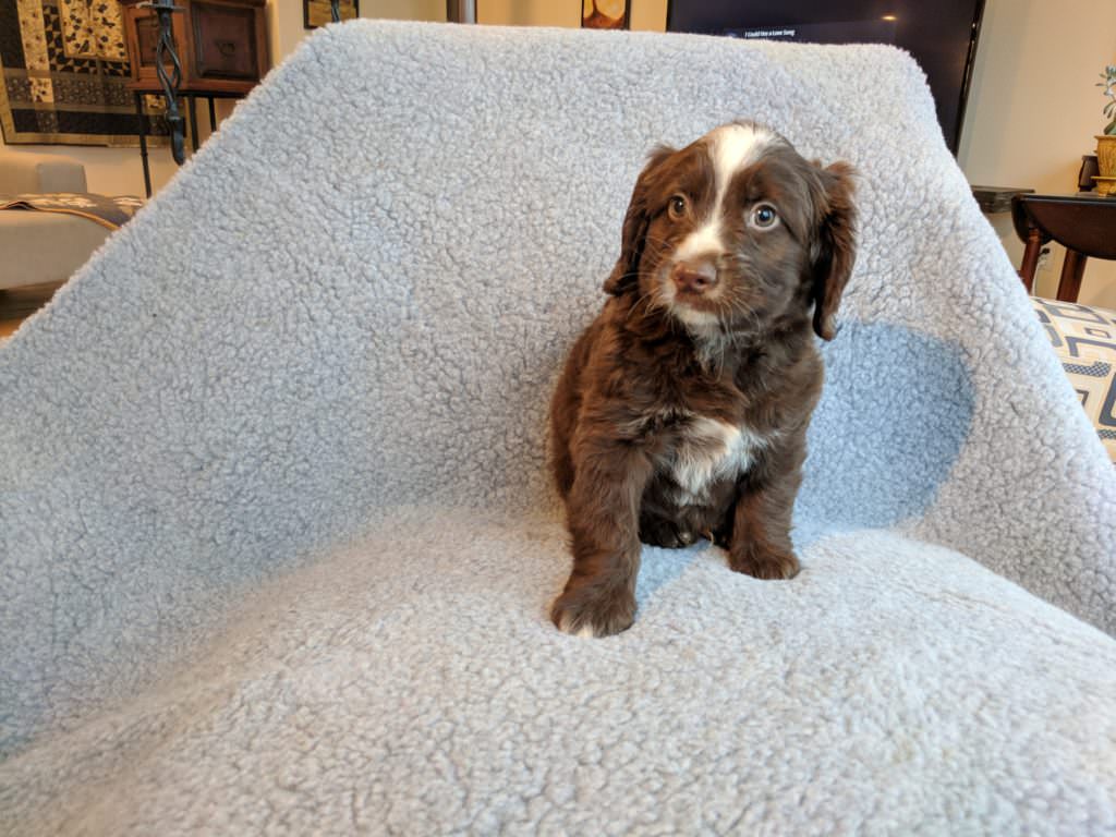 Redish brown labradoodle puppy with very thin white stripe down the face to the nose