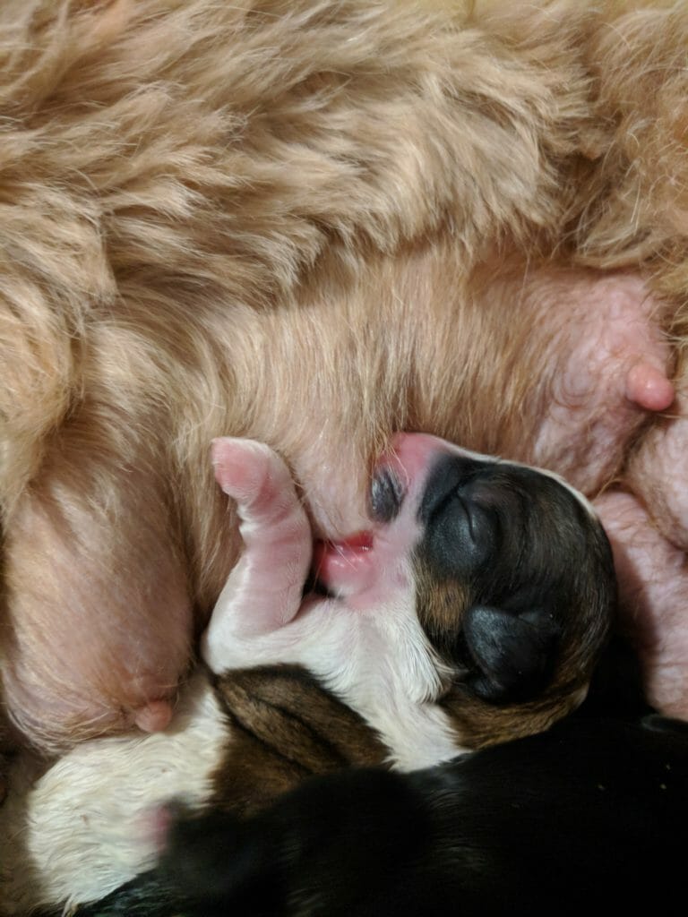 Close up of labraddole puppy suckling