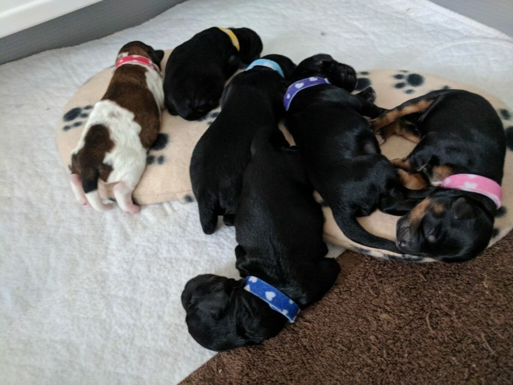 Sleeping 1 week old puppies from the Formal Affair Litter