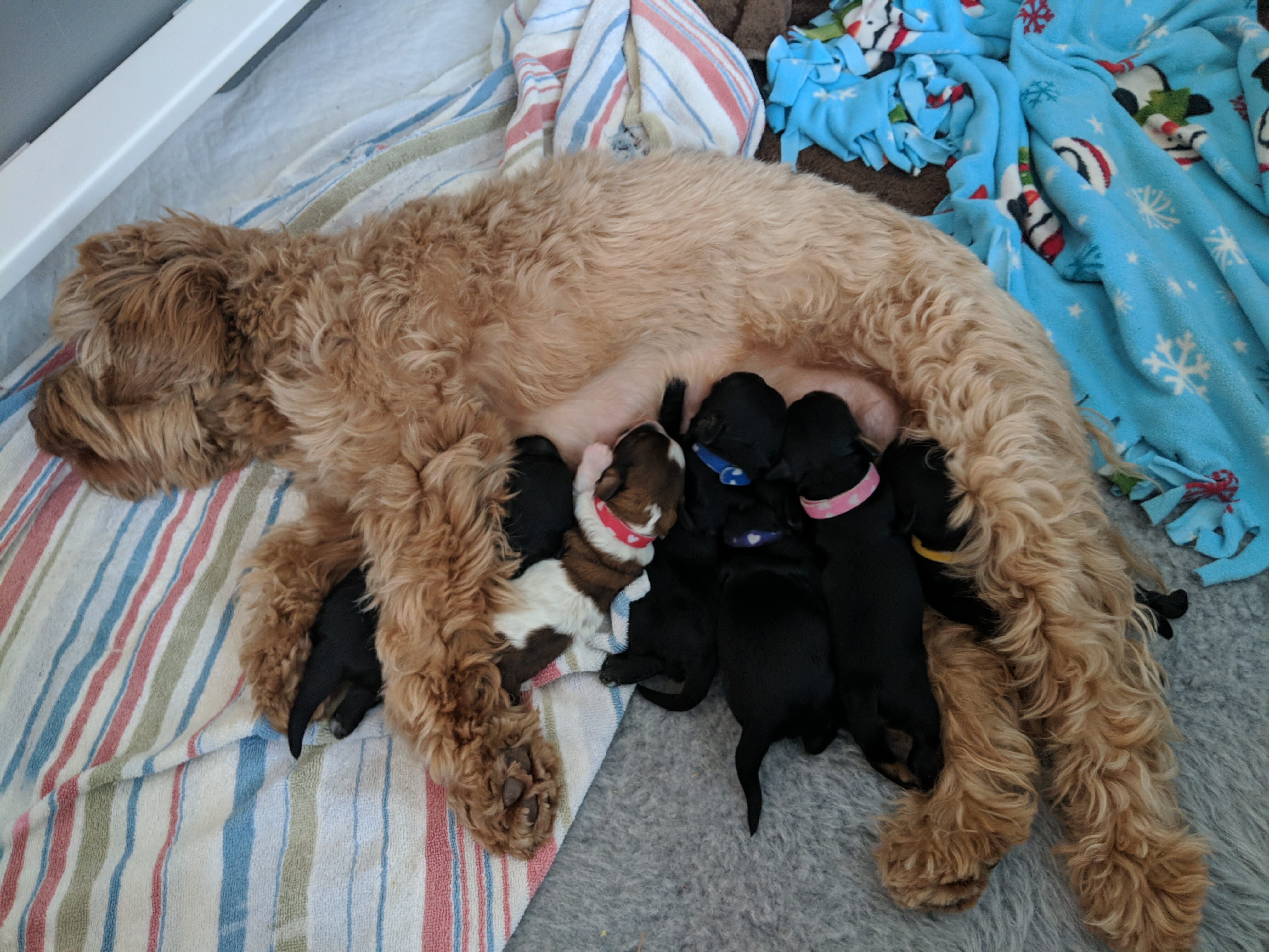 New labradoodle mom Pippa and her puppies nursing