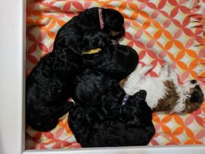 top down view of chocaltae and one white and brown labradoodle puppies sleeping all curled up together