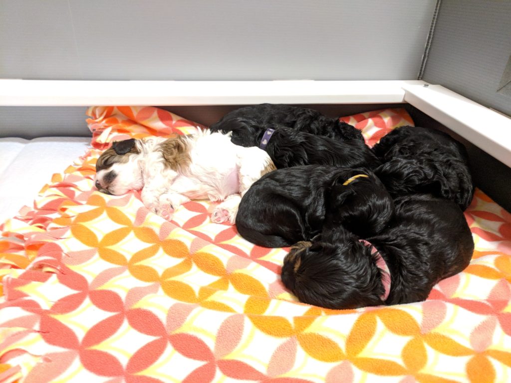 several chocolate and a few white and brown labradoodle puppies sleeping