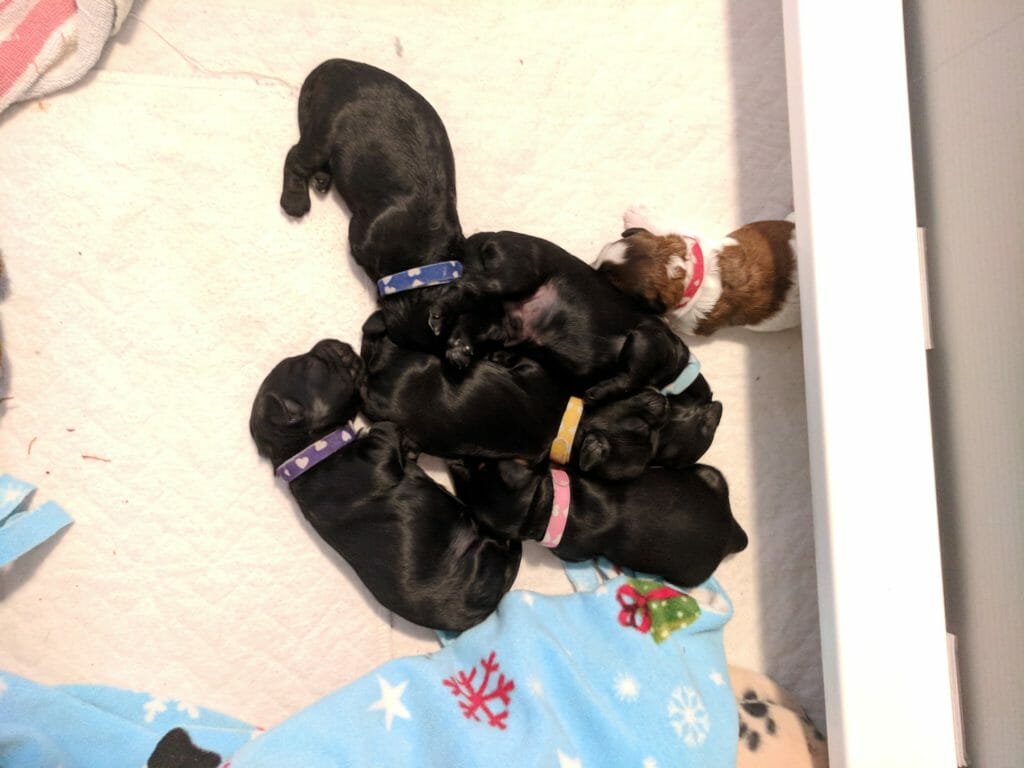 an overall of all the puppies sleeping together in a tight knot