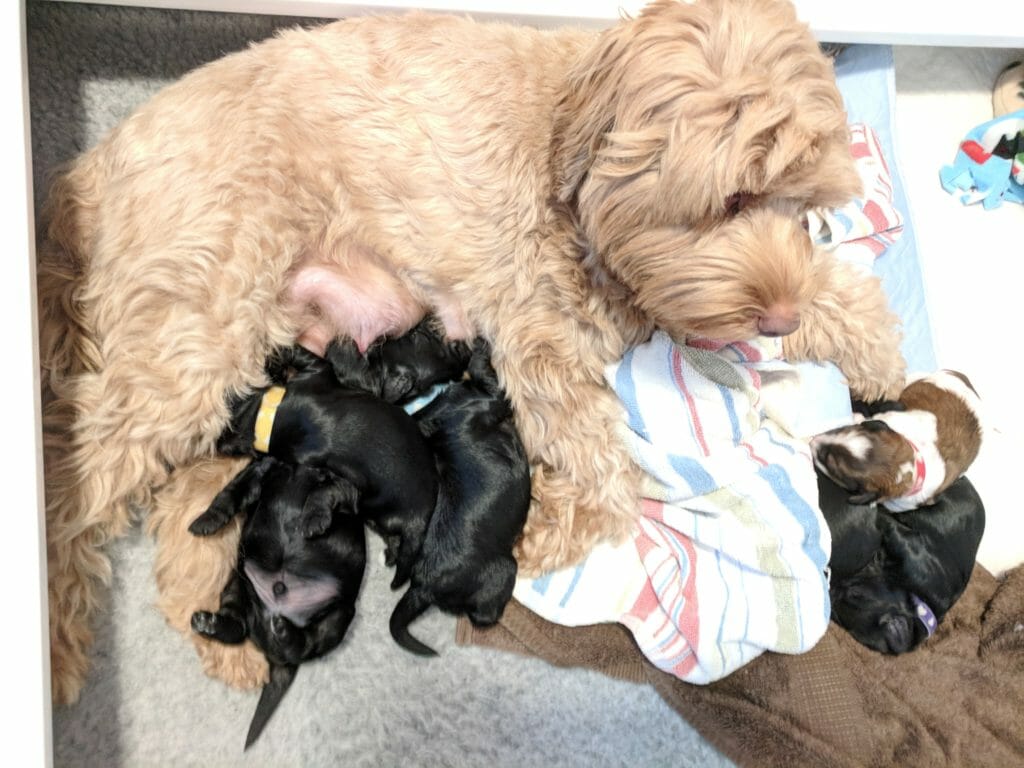 Pippa, labradoodle Mom with her puppies suckling at 2 weeks old