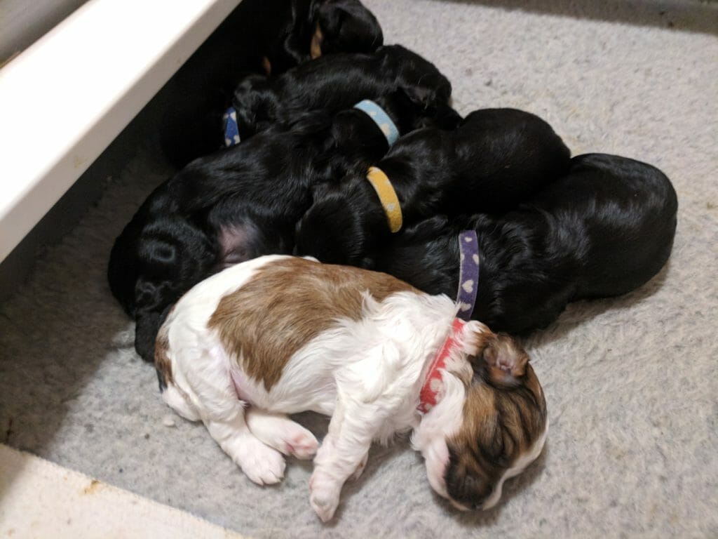 Overall picture of all the puppies in the formal affair litter sleeping in the welping box