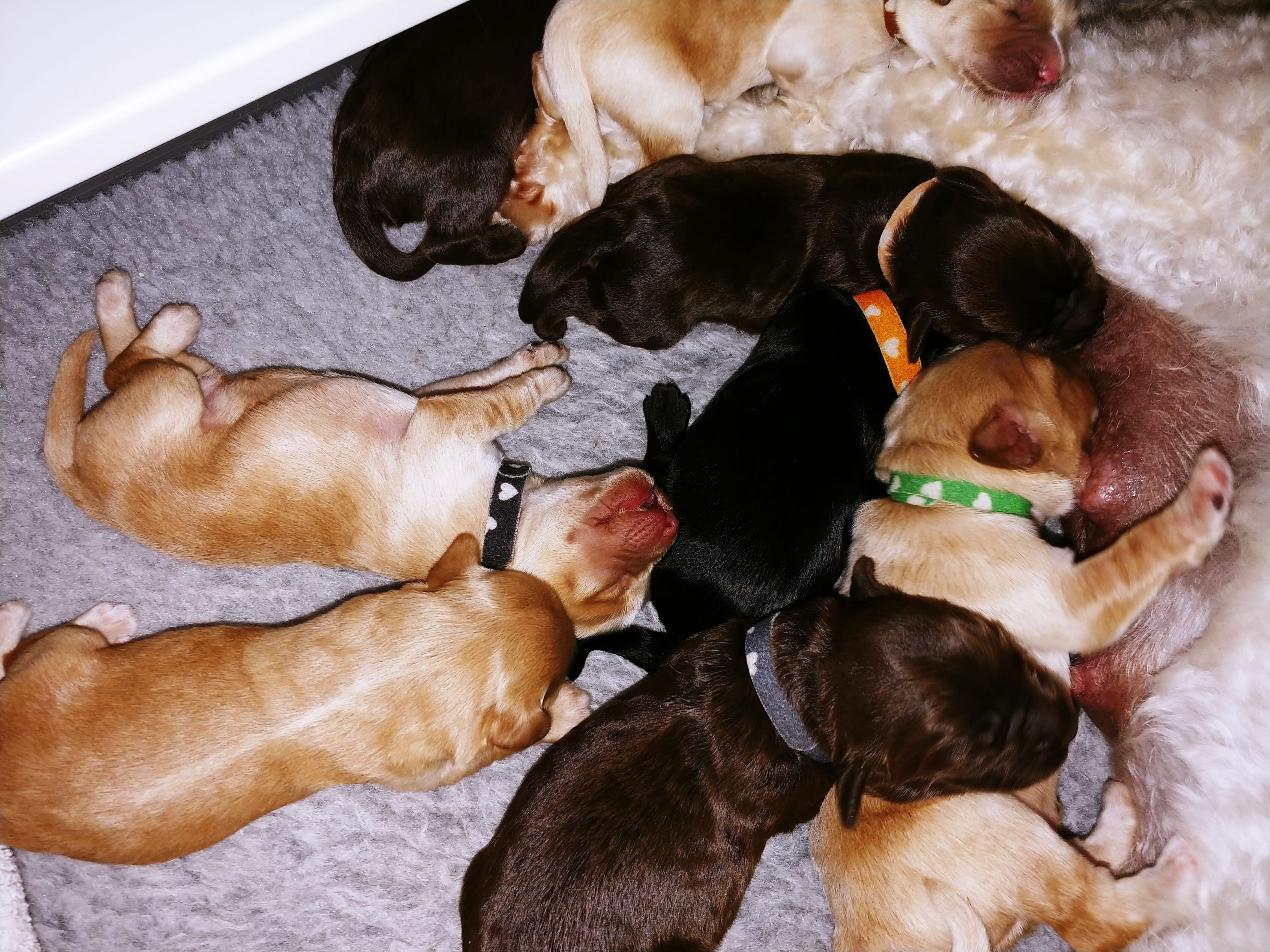 Litter of labradoodle puppies. Brown, chocolate, black and caramel and cream puppies