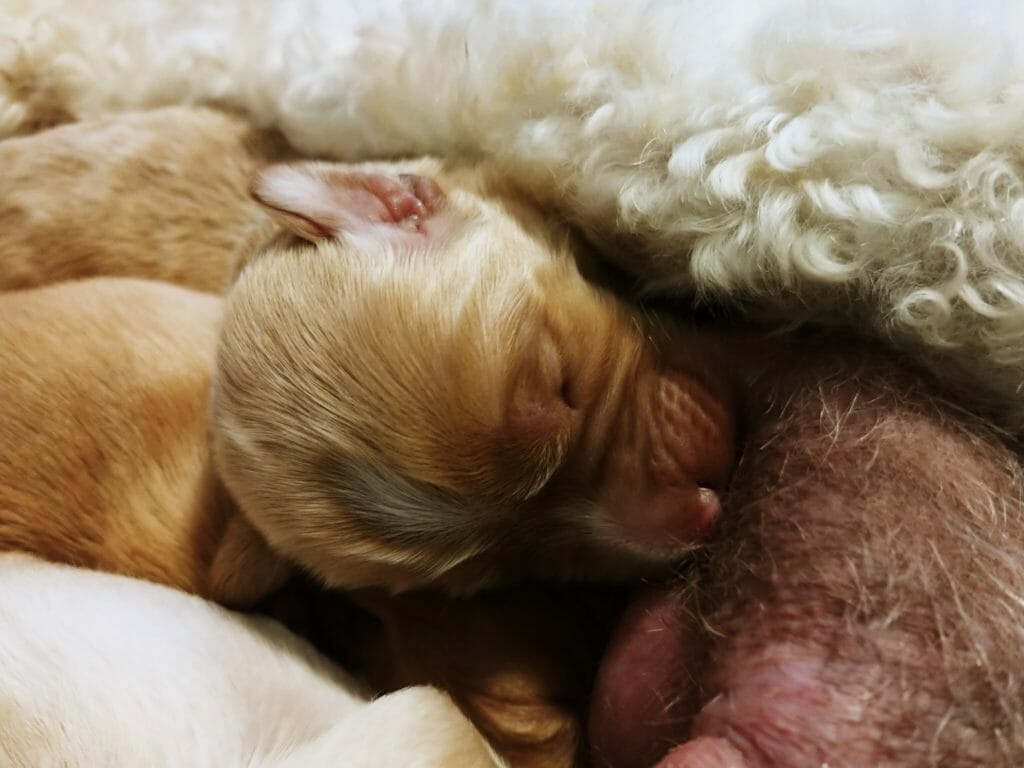 Close up of newborn labradoodle puppy, head only. Carmel coloured