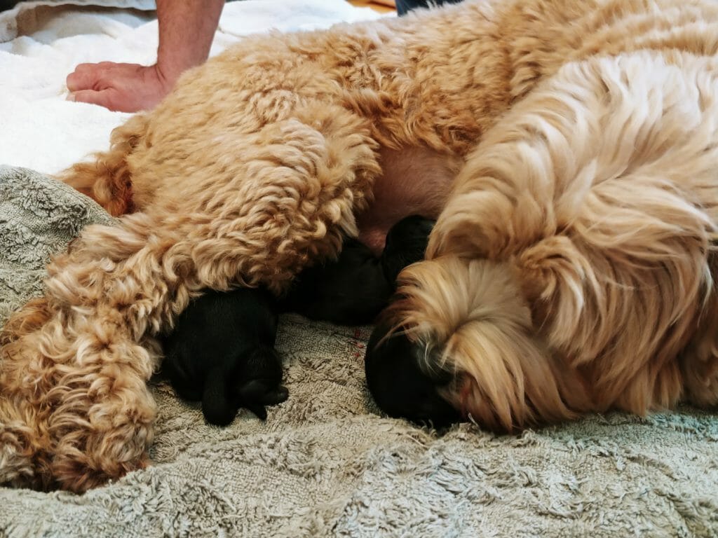 close up of mom labradoodle washing one of her eight puppies less than a week old