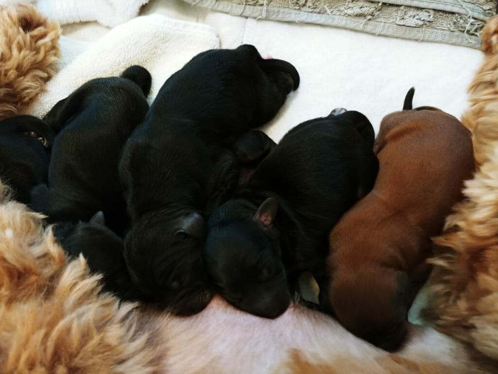 puppies nursing at mom. Picture is from the back of the mom towards the nursing puppies. 8 puppies total.