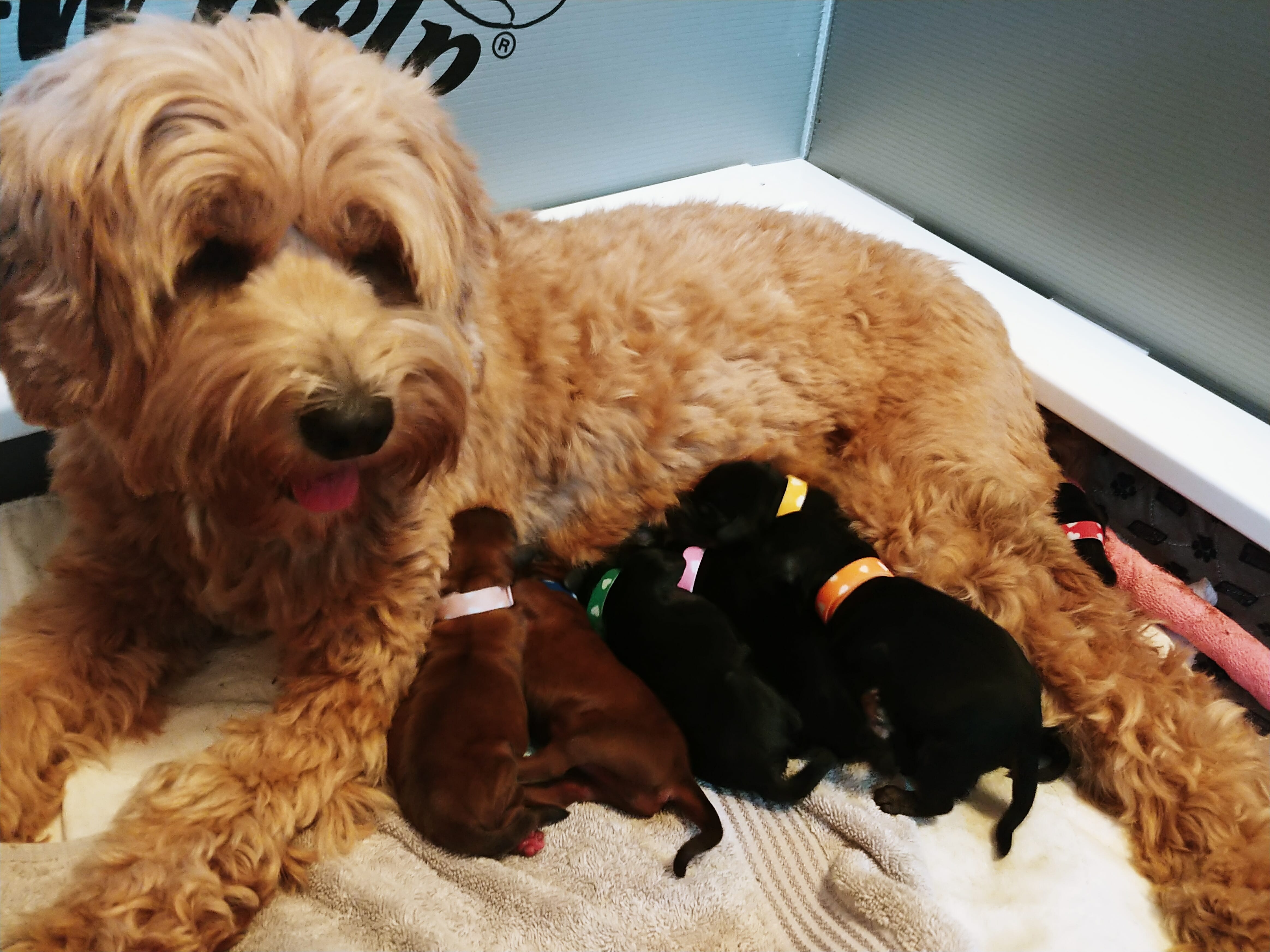 Labradoodle mom feeding 8 puppies, 6 black, 2 red, less than 1 week old.