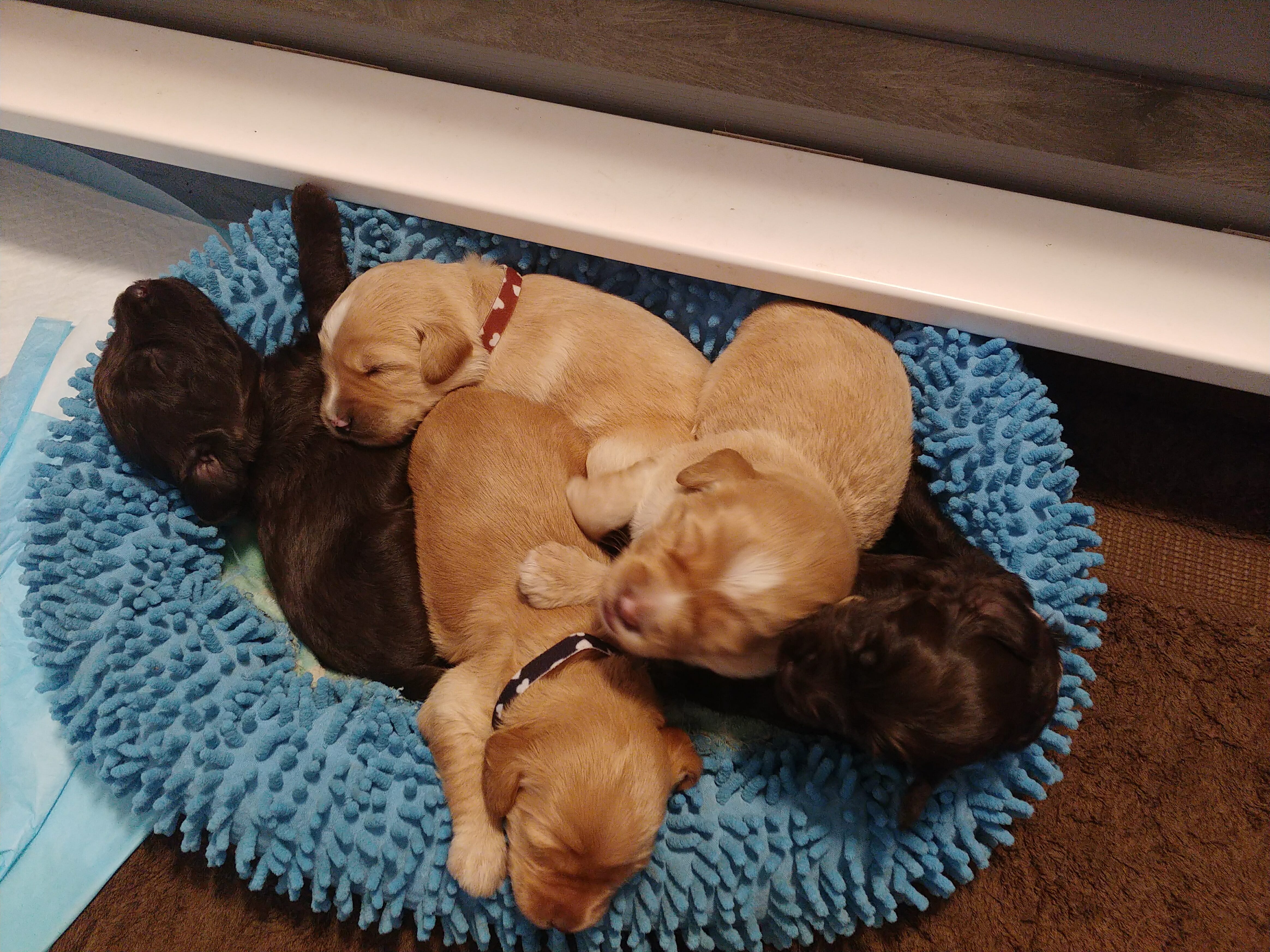 Five 2 week old labradoodle puppies in a blue bed, 3 caramel and 2 chcocolate and cuddled up and sleeping
