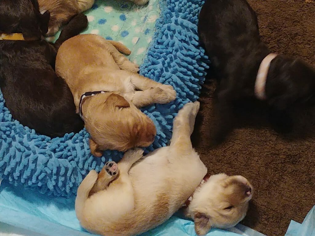 2 week old labradoodle puppies, 2 chcocalates and two caramels, one chocolate and one caramel have fallen out of their bed!