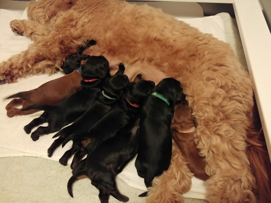 eight puppies suckling at mom. 6 chocolate and 2 red