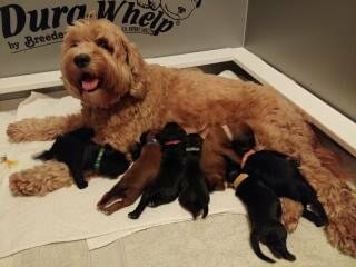 Eight 1 week old labradoodle puppies suckling at mom. 6 chocolate and 2 red!