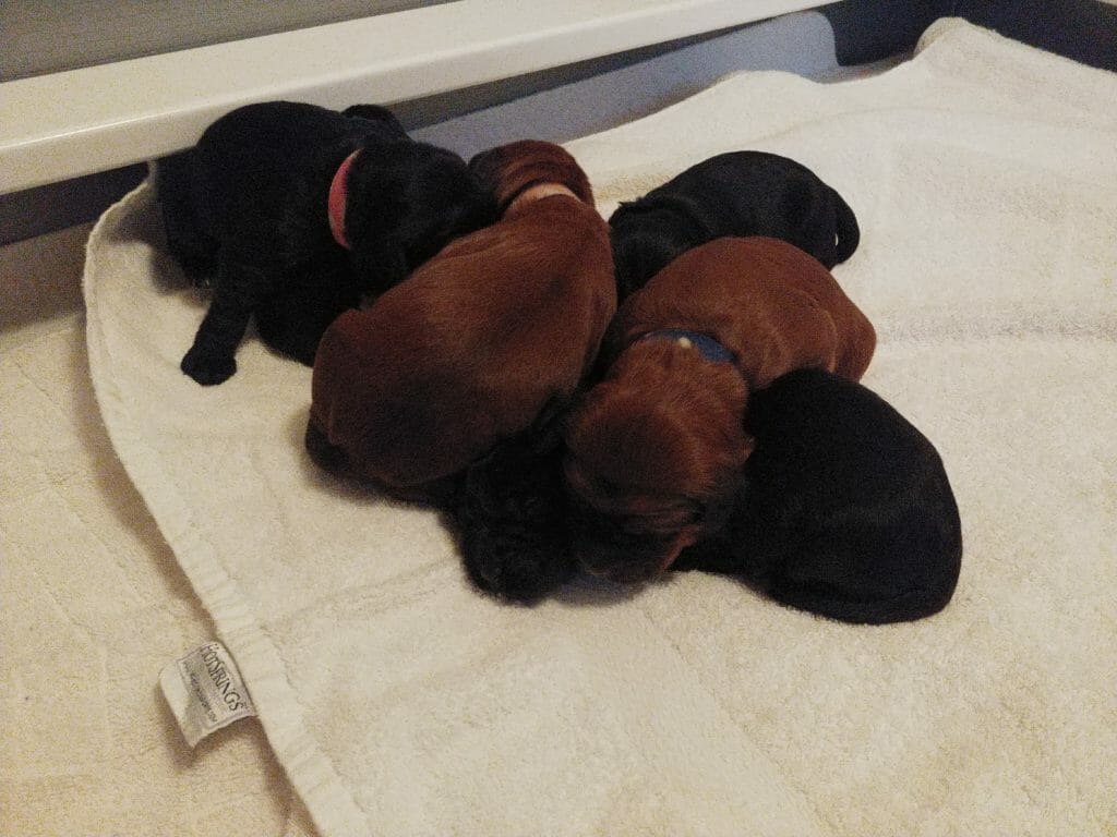 four of the eight labradoodle puppies snugged up and sleeping together