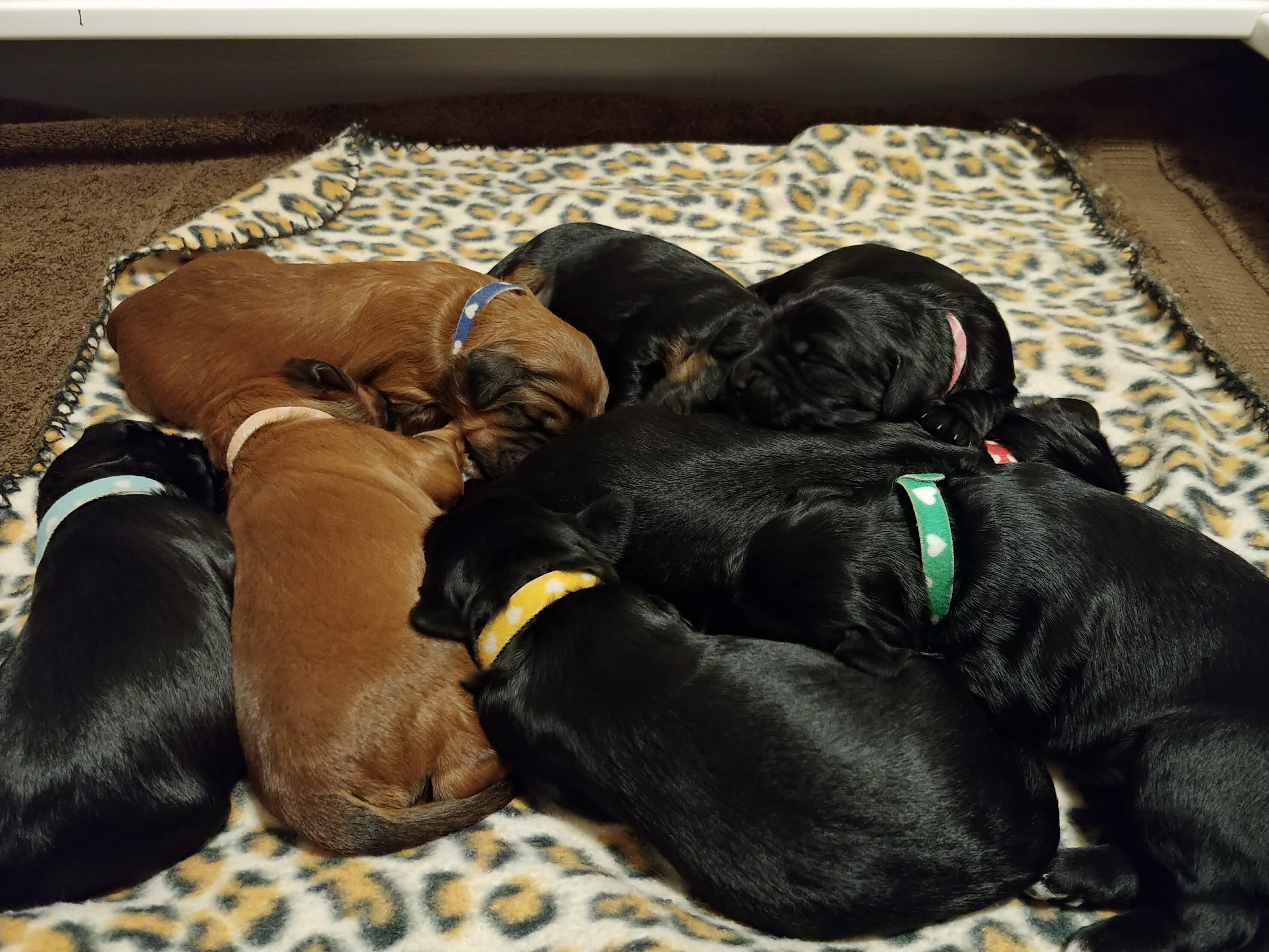 Eight 2 week old puppies snuggled together. Six chocolate and two red.
