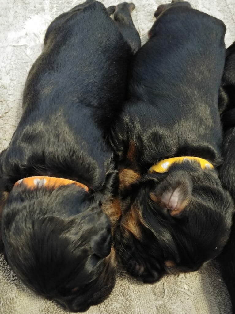 two ebony labradoodle puppies, picturte is taken in portrait and the two labradoodle puppies look like weiner dogs! Snuggled together and sleeping.