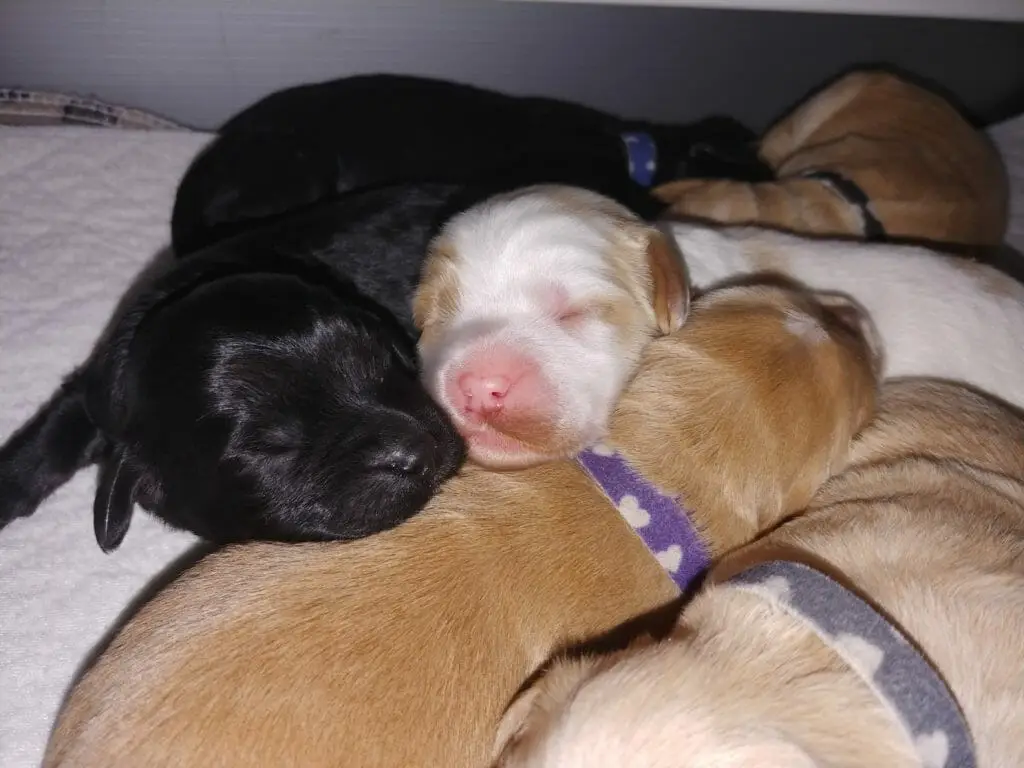 For labradoodle puppies snuggled togther; one ebony, one white and caramel, one dark caramel one light caramel. The white and ebony puppies have their heads on top of the other two in a snuggly embrace.