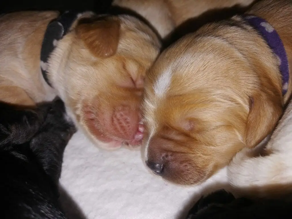 Close up of two caramel labradoodle puppy faces sleeping, both have white blaze on their face