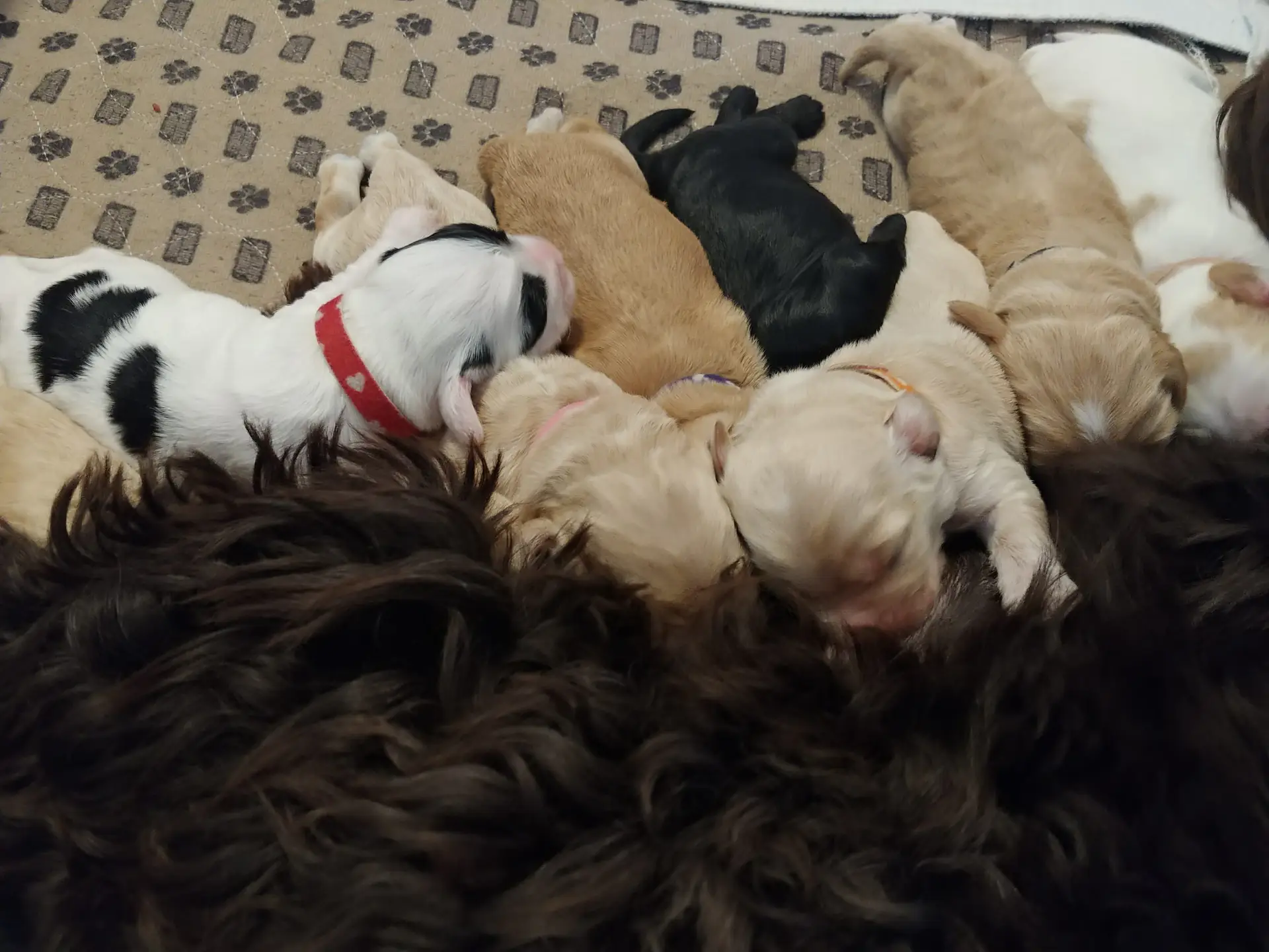 10 labradoodle puppies feeding at mom, picture taken from behind mom pointed towards puppies