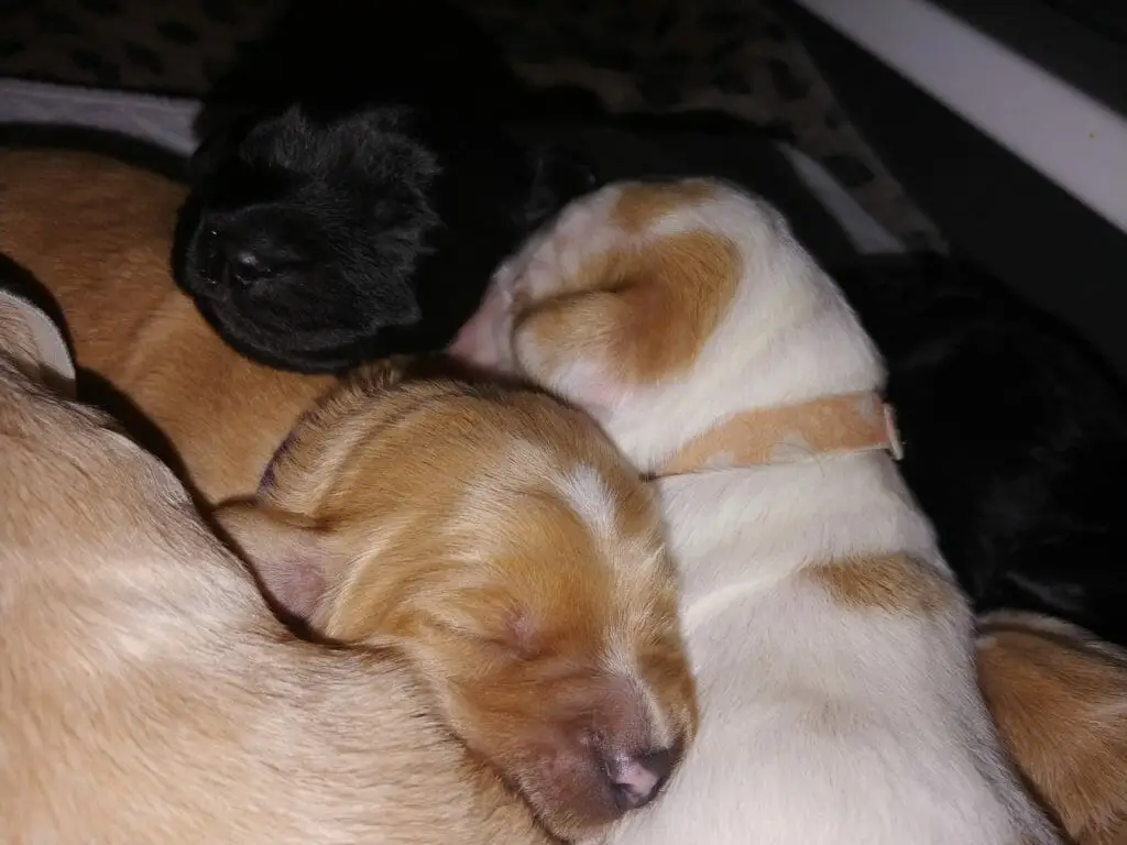 four puppies snuggled togther. cramel, white and caramel and an ebony all have their faces visible. They form a "knot" of puppy faces and snuggles.