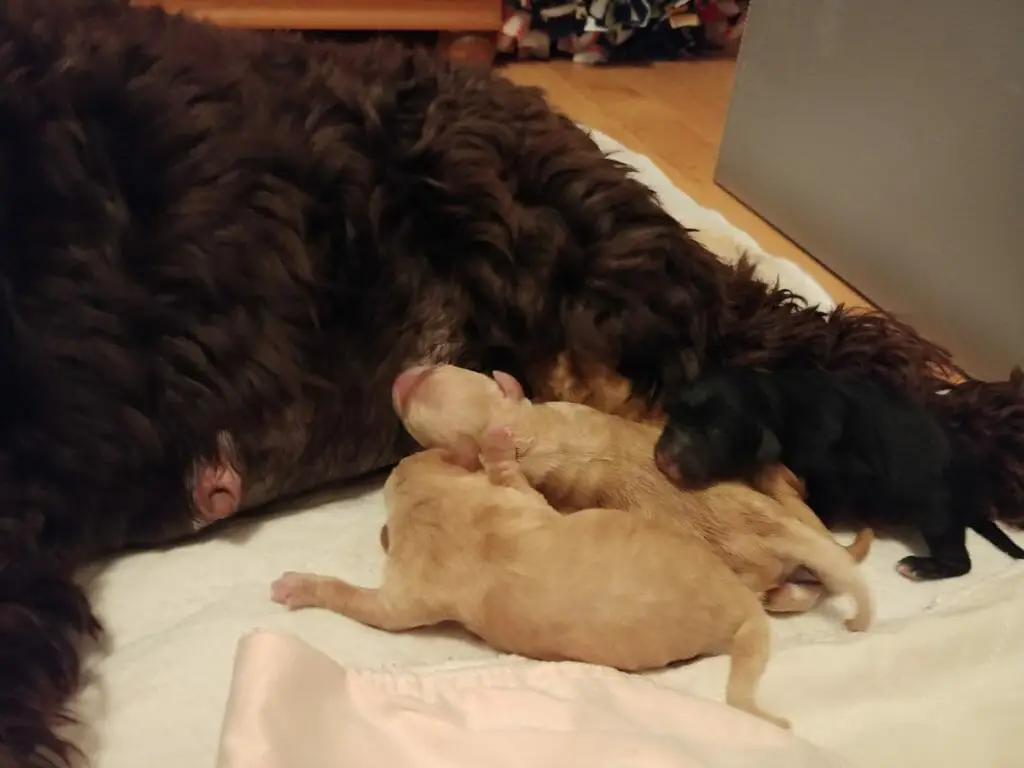 Two new caramel puppies partially flipped over trying ot get at mom to eat