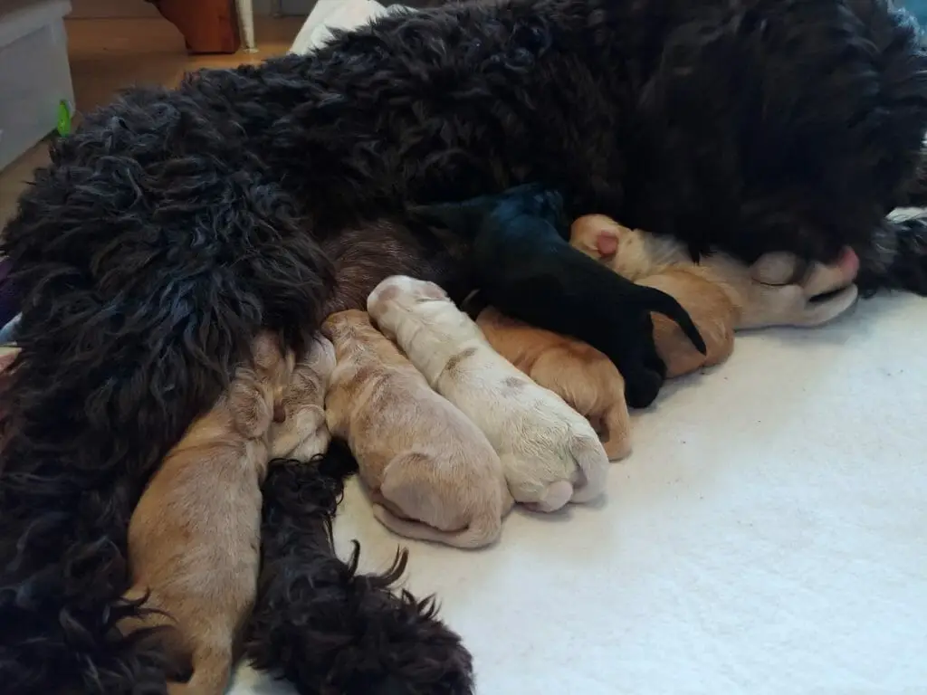 ten puppies in slight left to right perspective feeding at mom, all newborns, very cute!