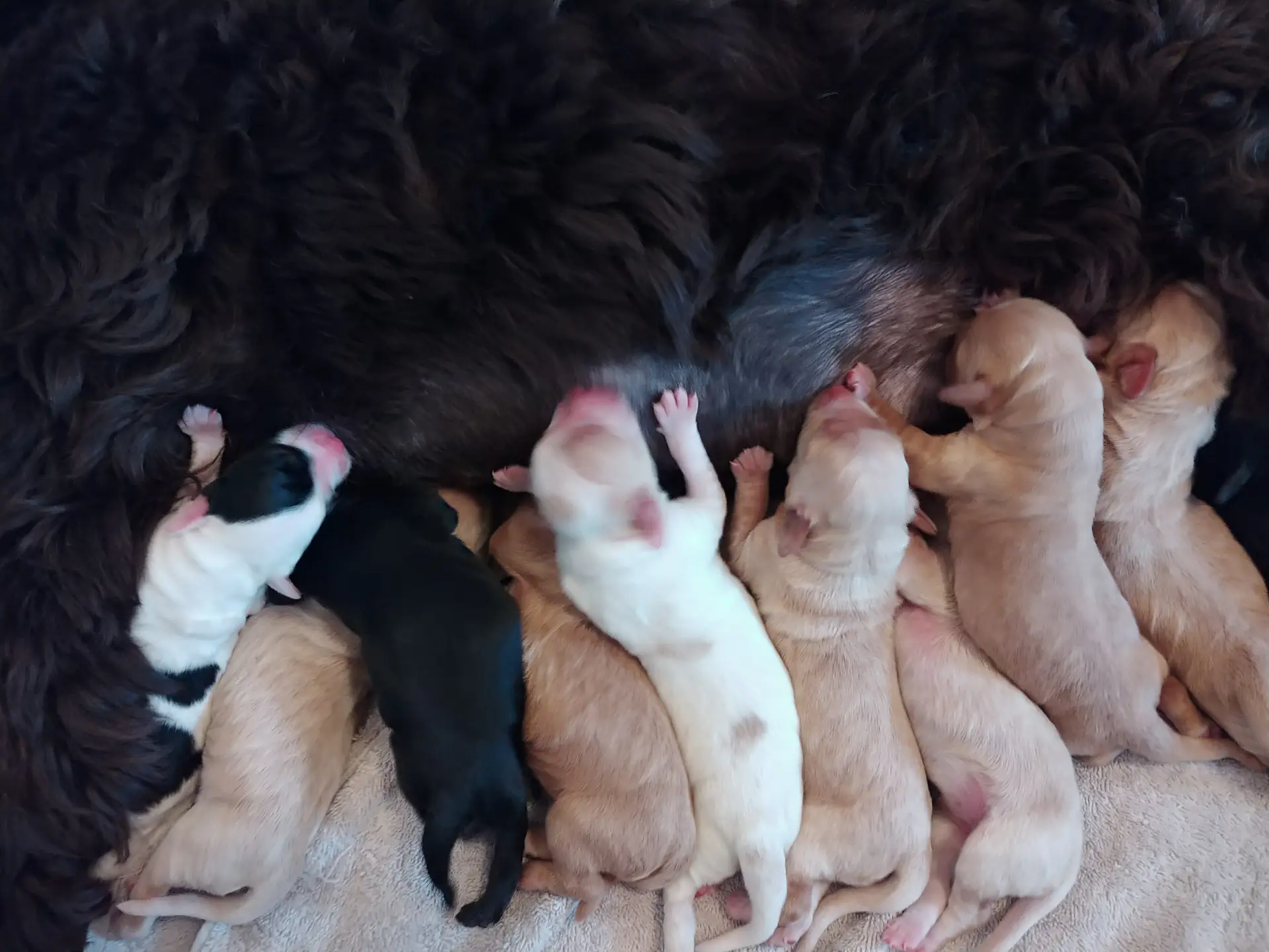 Eight puppies feeding at mom