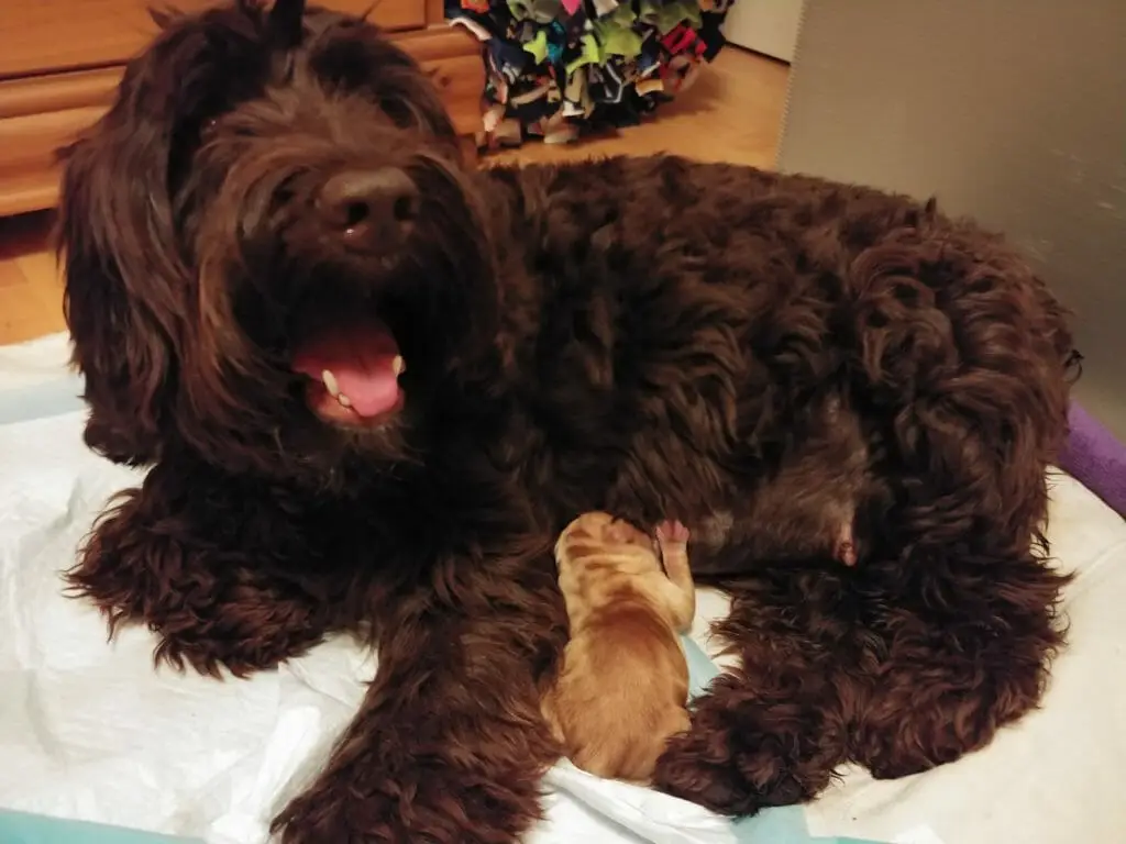 Single caramel puppy suckling at mom