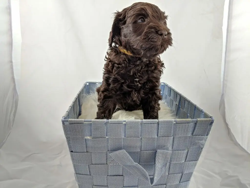 Chocolate labradoodle puppy in a basket getting portarait taken. Sitting straight up