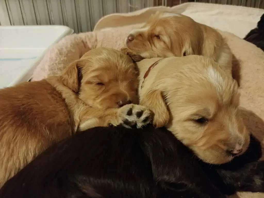 Close up of 3 caramel and one chocolate labradoodle puppies in their bed, one has its eyes open, but is not looking at the camera, head over its chocolate litter mate.