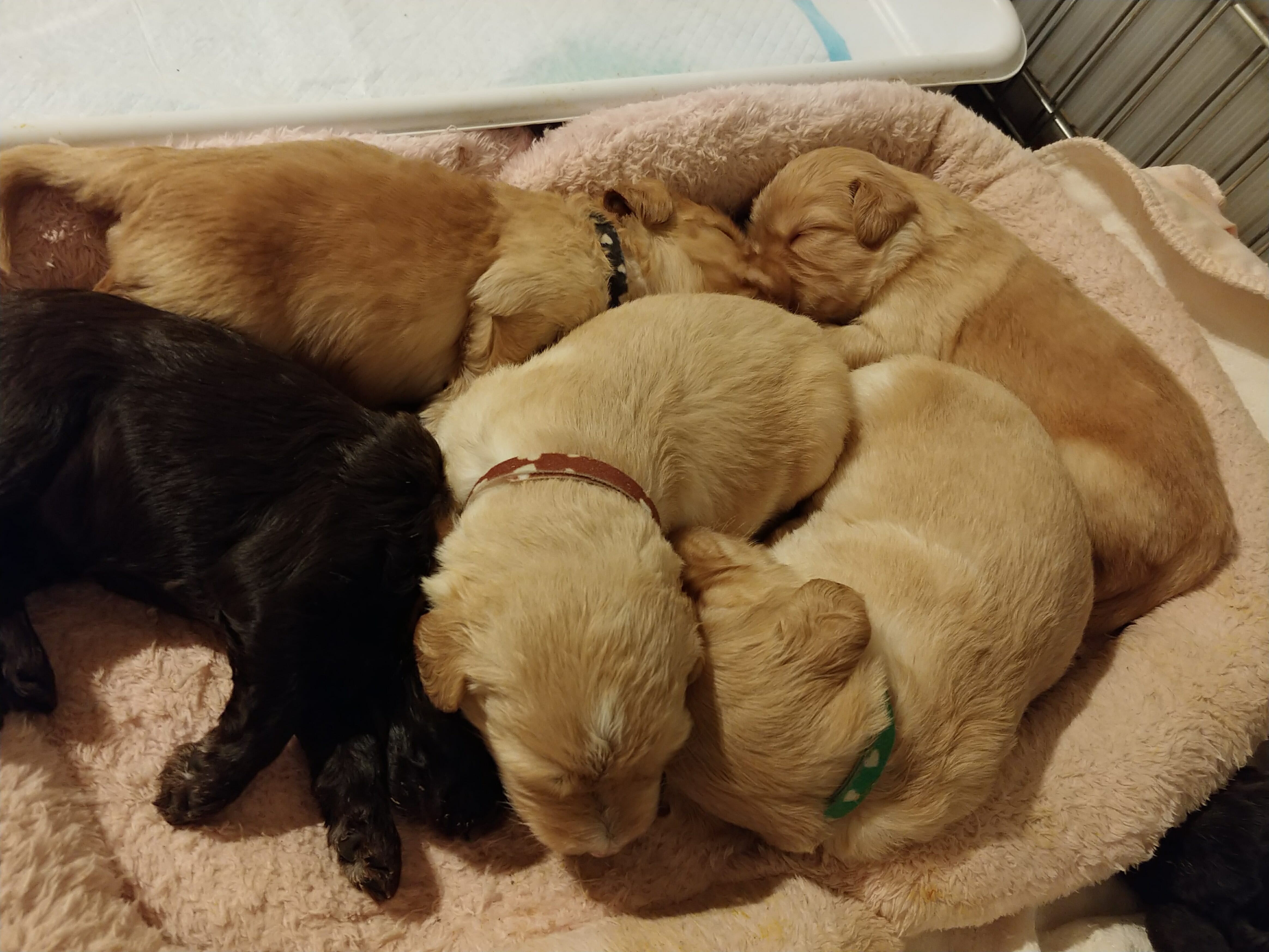 Five labradoodle puppies snuggled in a bed; 4 caramel and one chocolate, 3 weeks old