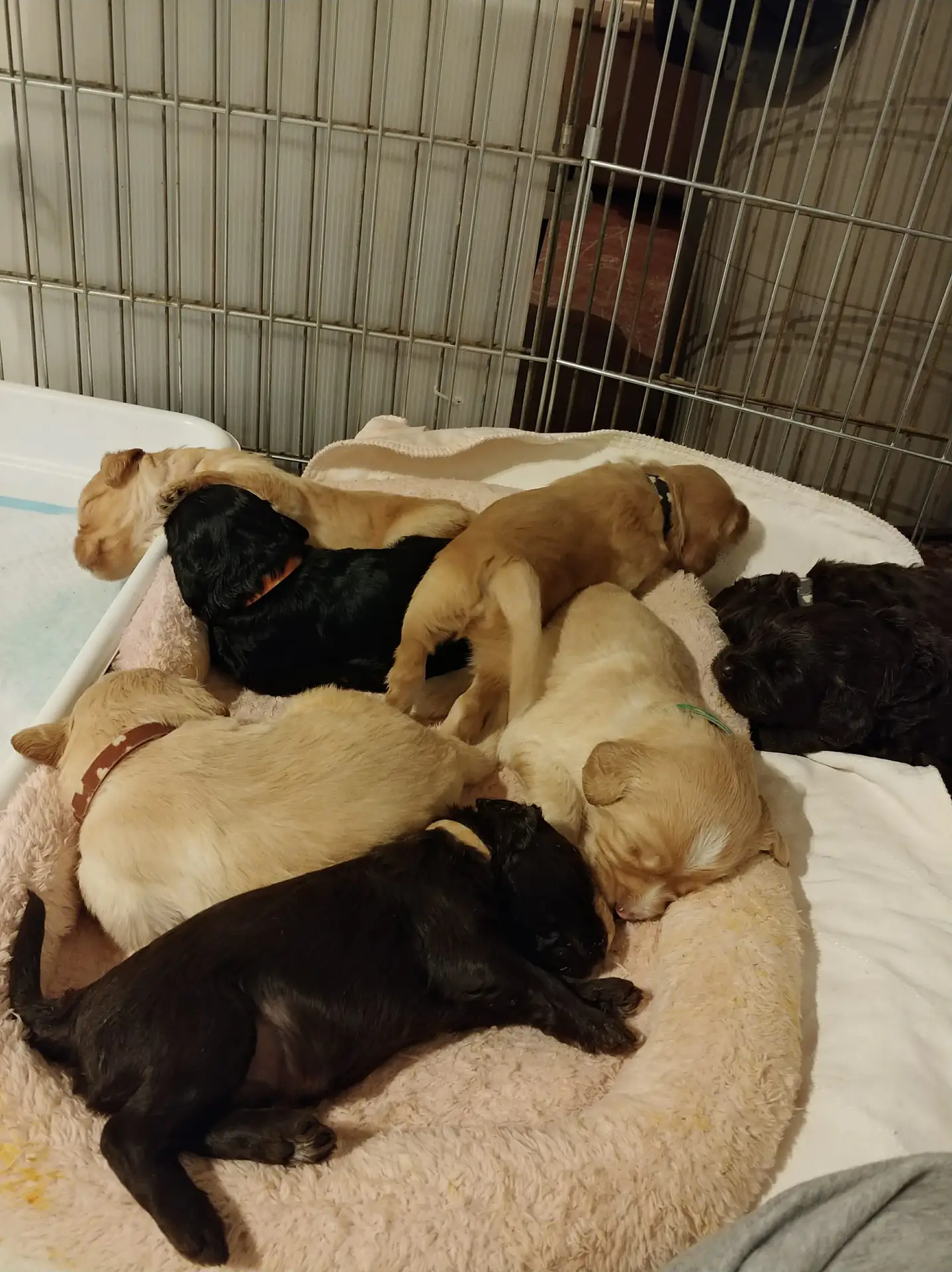 Labradoodle Puppy litter