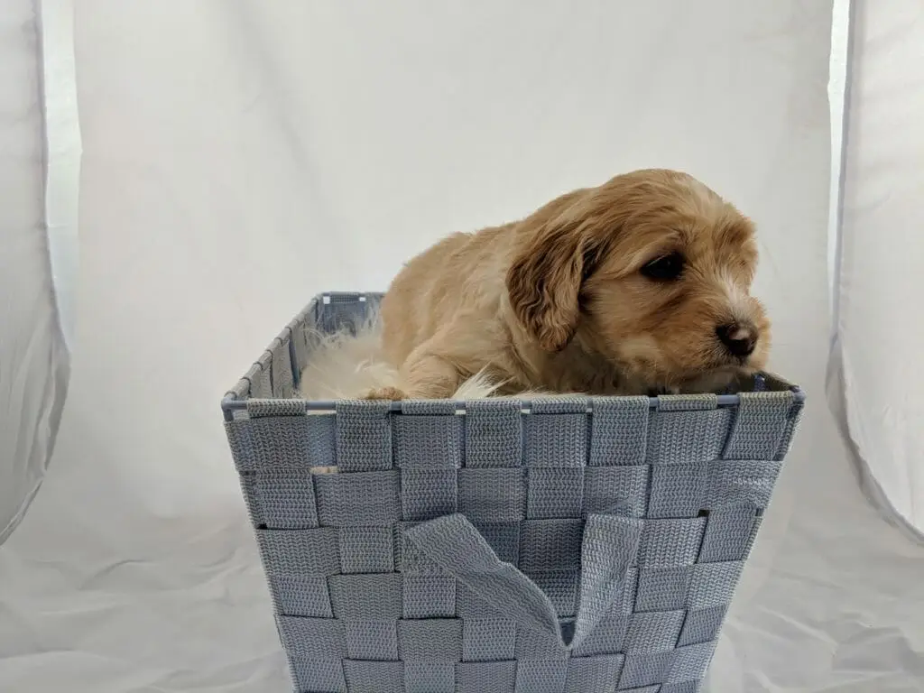 Labradoodle puppy in a basket with a furry blanket, close up portrait shot, very cute. Puppy is cramel with a white blaze on forehead.