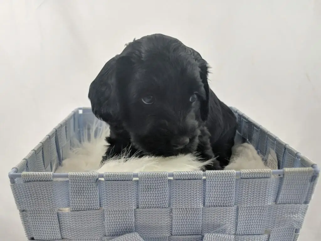 An ebony labradoodle puppy in a basket having a close up portrait done.