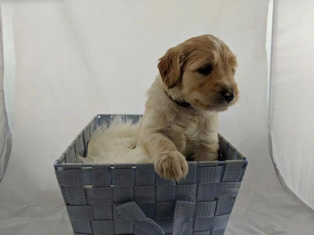 Caramel labradoodle puppy in a nasket, has one paw on the edge, looking very regal!