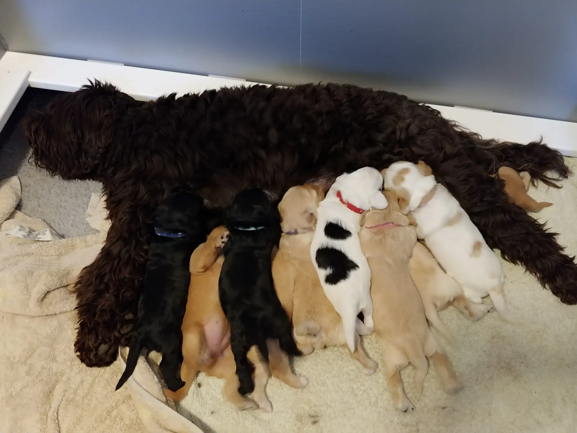 Mom with her ten puppies nursing. Picture is towards mom with puppies bums facing camera all lined up.