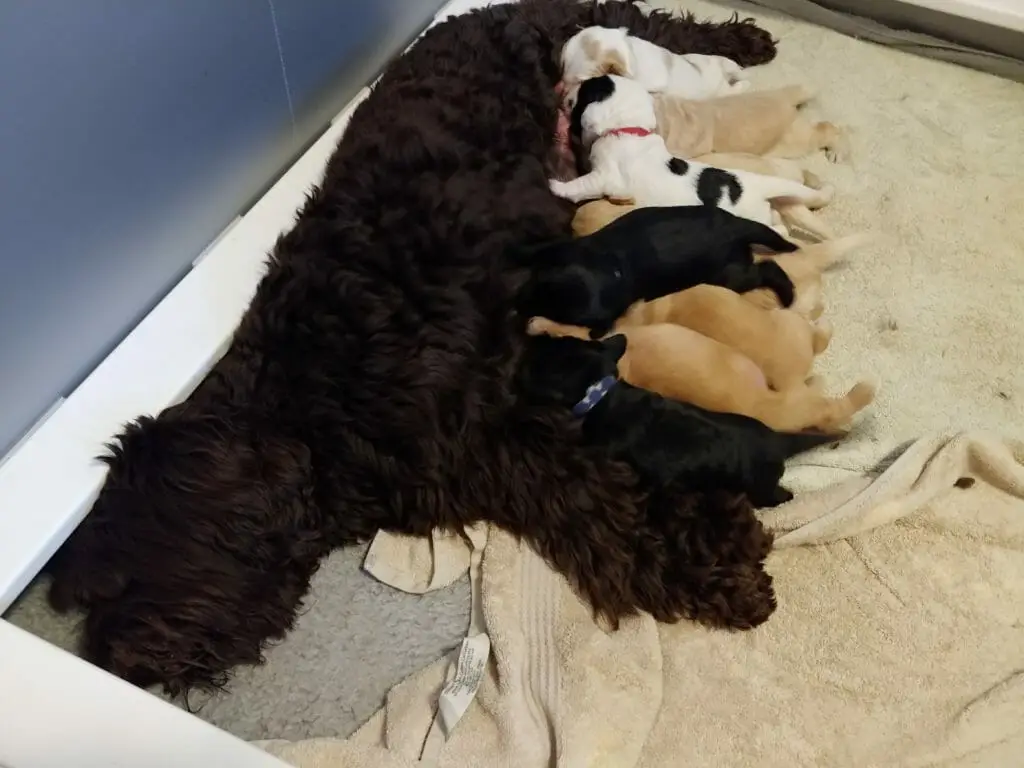 Ten labradoodle puppies nursing at mom. Shot is from Mom's head with the puppies lined up.