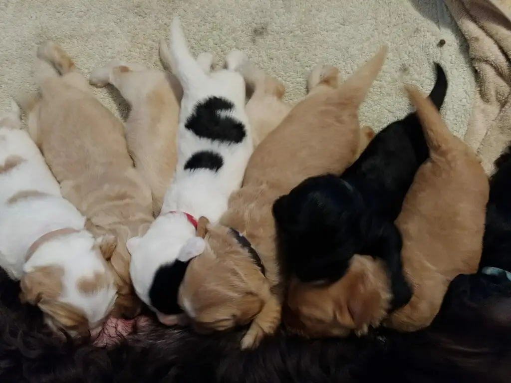 All ten puppies lined up heads facing camera nursing at mom (mom's back to camera).